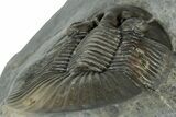 Scabriscutellum Trilobite With Morocops - Multi-Toned Shell #300563-5